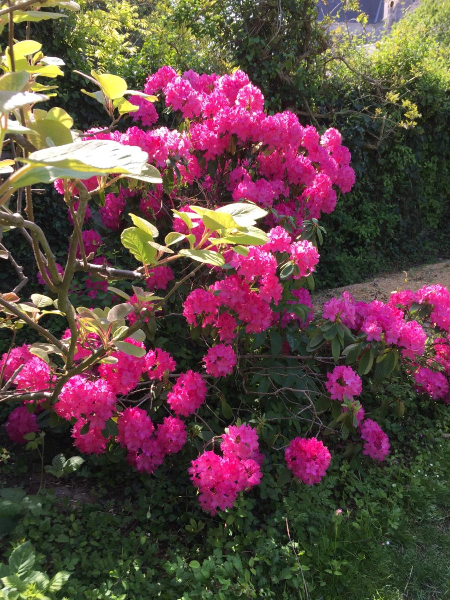 Cléry-Saint-André Le Clos Tilia B&B 외부 사진